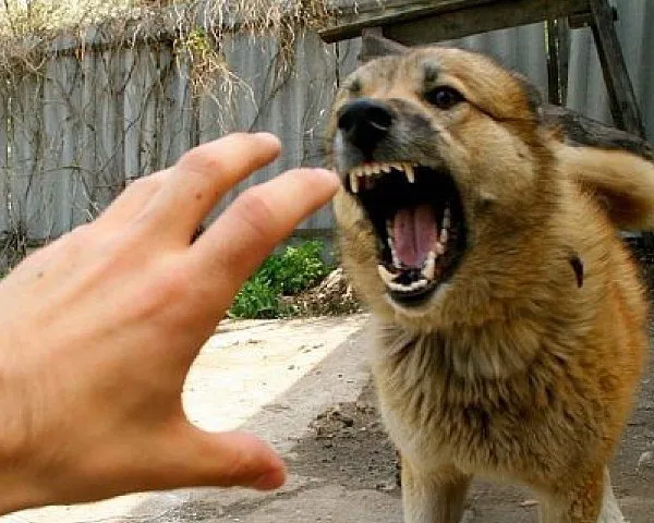 Құтырудың алдын алу: Өткен жылы Маңғыстауда екі мыңға жуық адам зардап шеккен