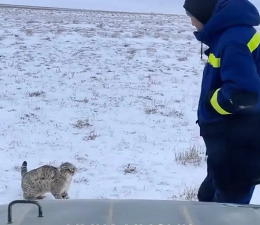 Маңғыстауда дала мысығы көзге түсті