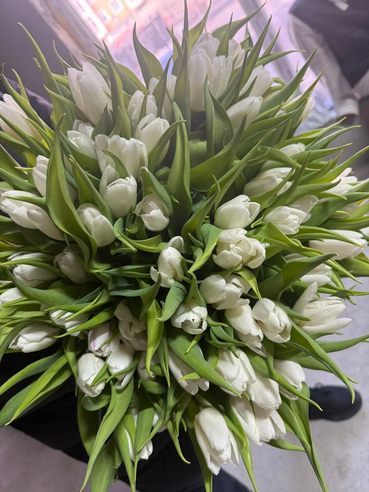 Маңғыстаулық ерлі-зайыпты қызғалдақ өсірумен айналысады