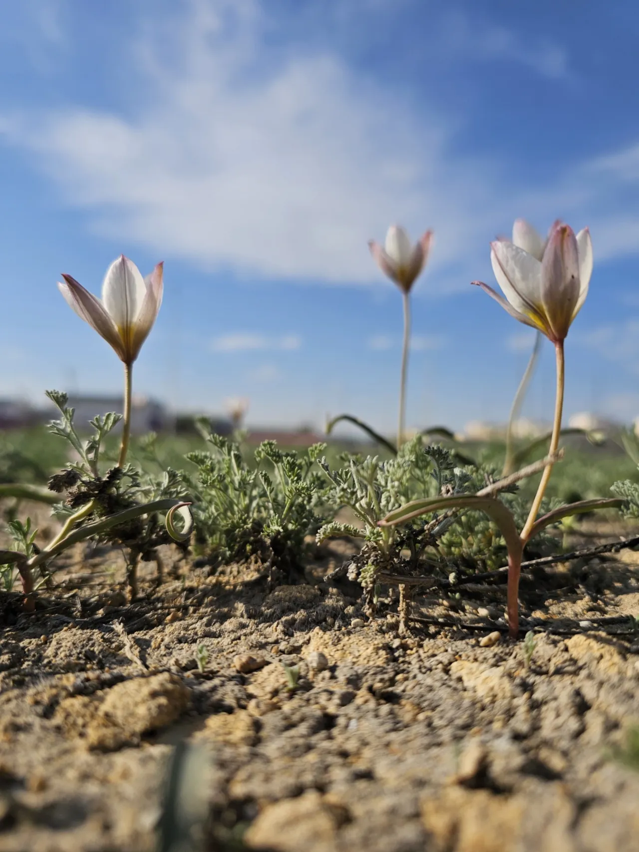 Сенсация: Ақтауда қаланың қақ ортасында Қызыл кітапқа енген соғды қызғалдағы гүлдеді