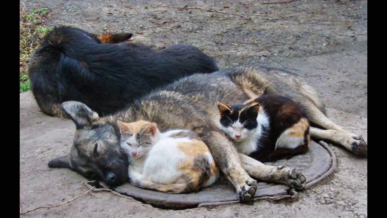 Қазақстанда жануар иелеріне салынатын айыппұл көлемі күрт өседі: нені білу маңызды?