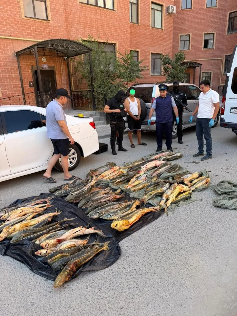 Ақтау тұрғынының көлігінен 250 кг-дан астам бекіре балығы табылды