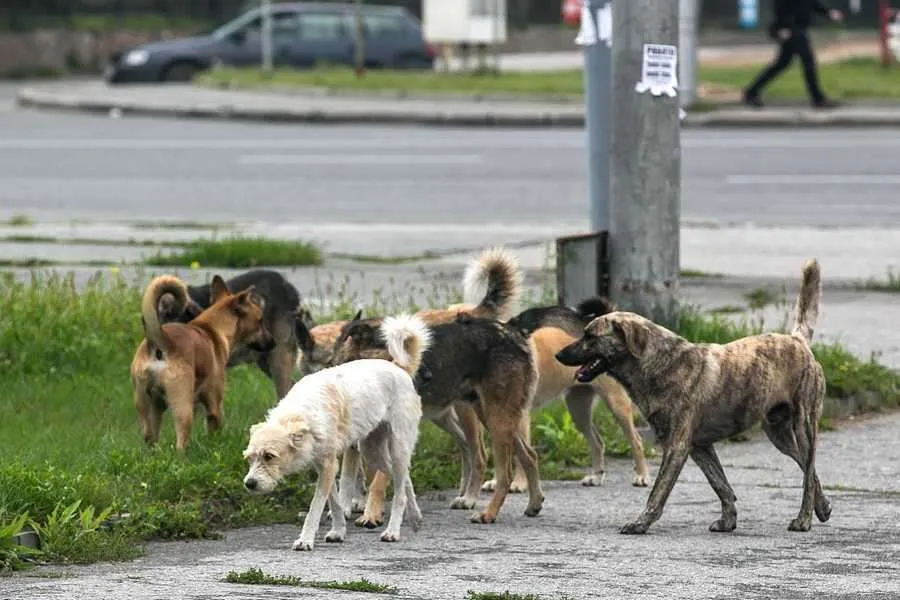Ақтаулық тұрғындар қаңғыбас иттердің көптігіне шағымданды