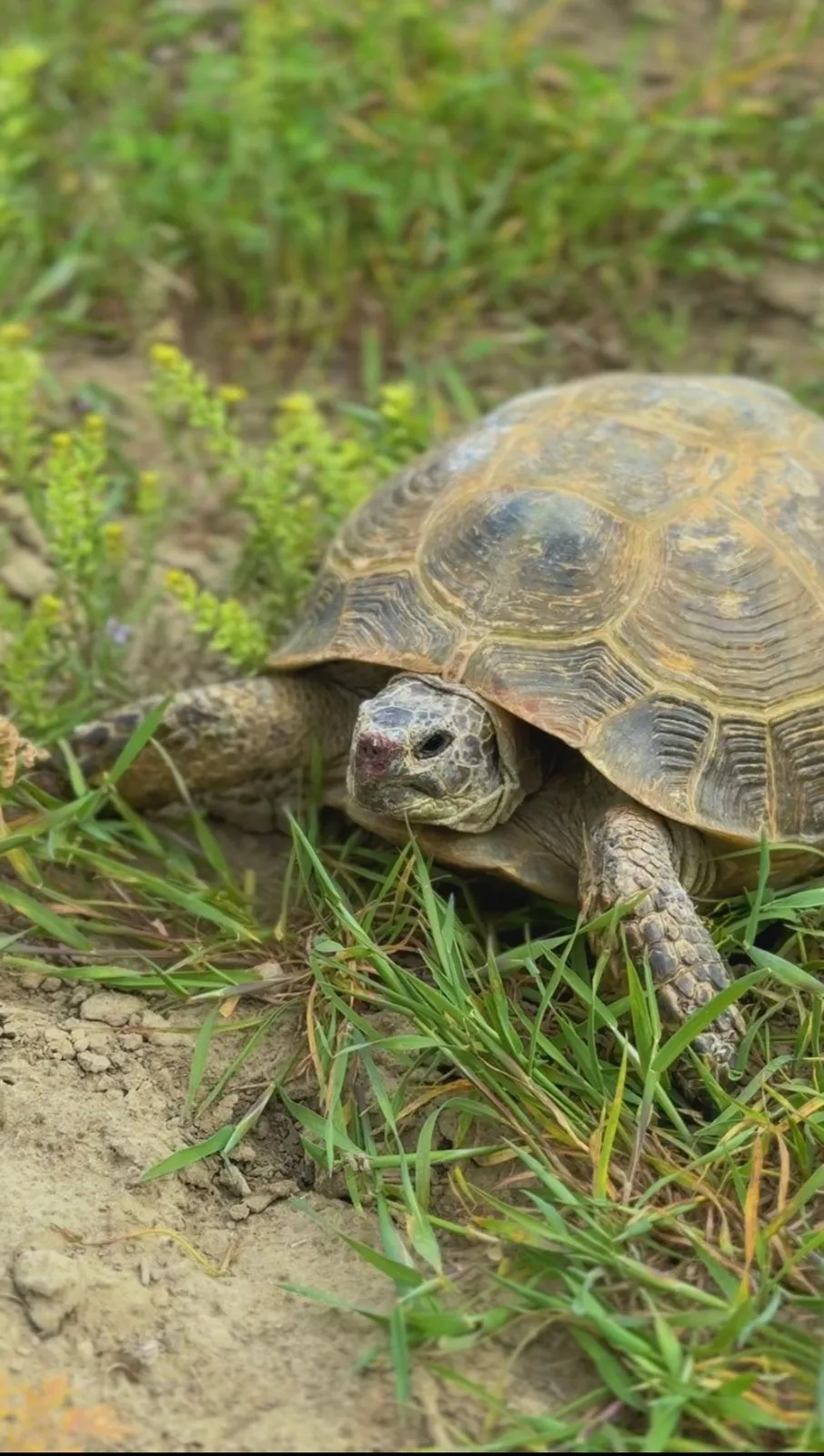 Тасбақаның аузынан шөп алсаңыз, жолыңыз болады
