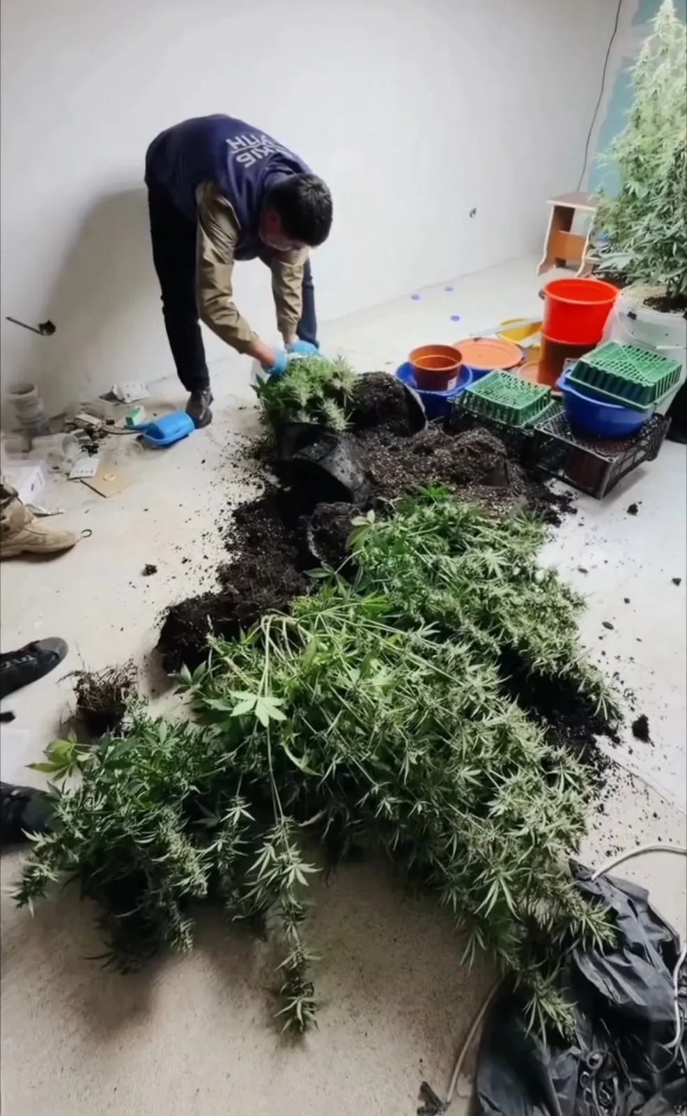 Ақтауда 7 келіден астам марихуана тәркіленді