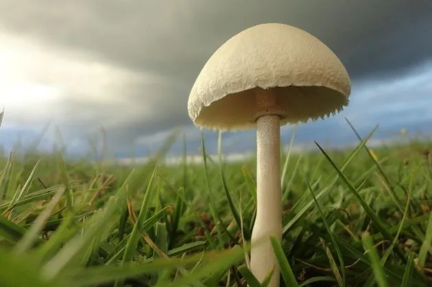 Маңғыстауда жаңбырдан кейін саңырауқұлақ көбейеді