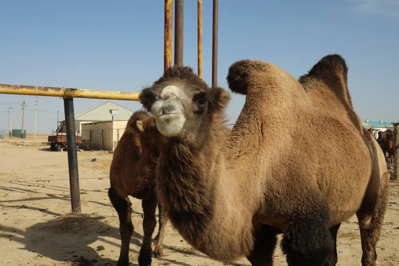 Маңғыстауда ауыл шаруашылығы өнімінің көлемі 38 млрд теңгеге жетті