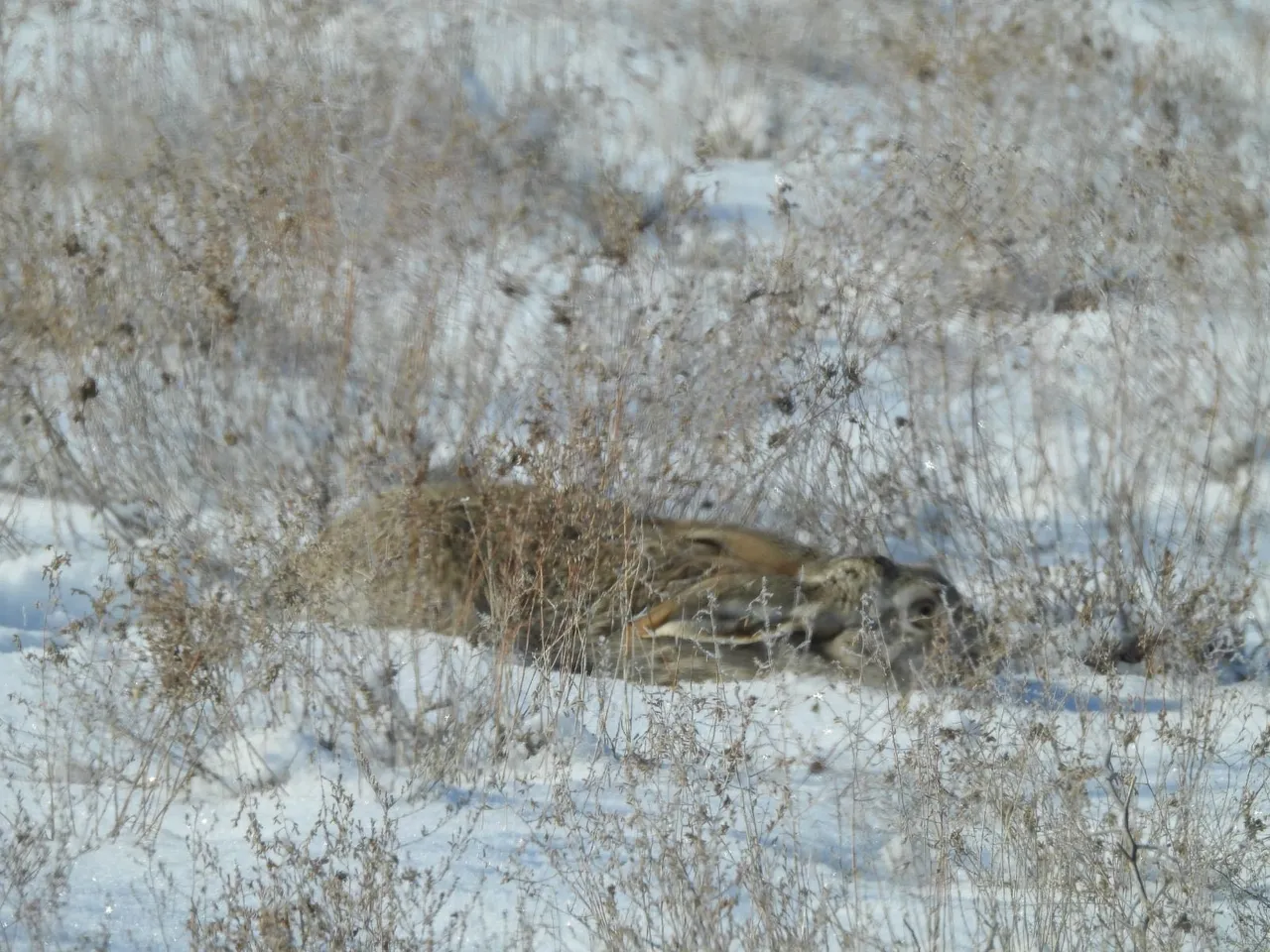 «Қызылсай» табиғи паркінде рейдтік-бақылау жұмыстарын жүргізілді