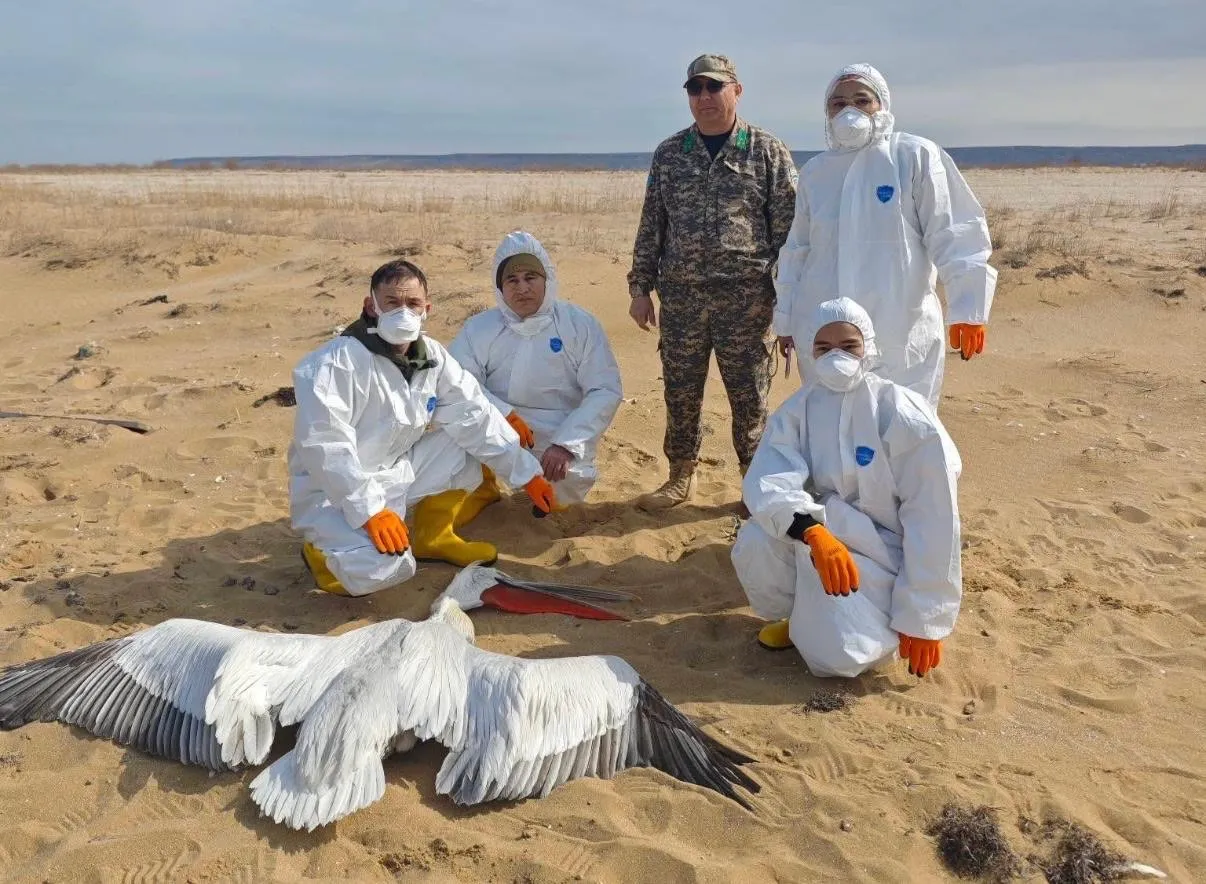 Теңіз жағалауынан өлі бірқазан табылды