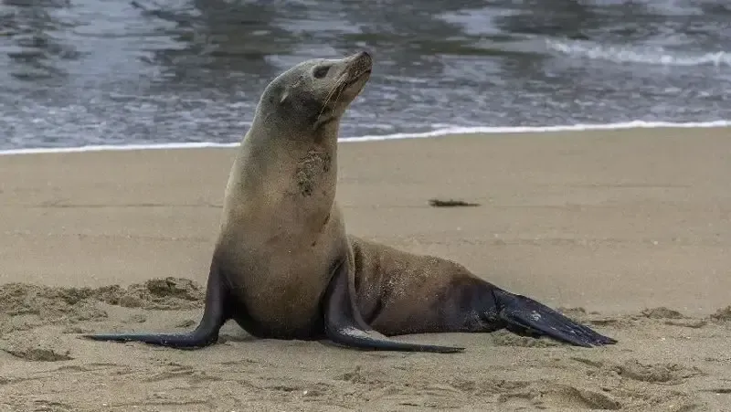 Иранда Каспий итбалықтарын сақтау орталығы ашылды