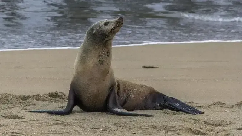 В Иране открыт центр по сохранению Каспийского тюленя