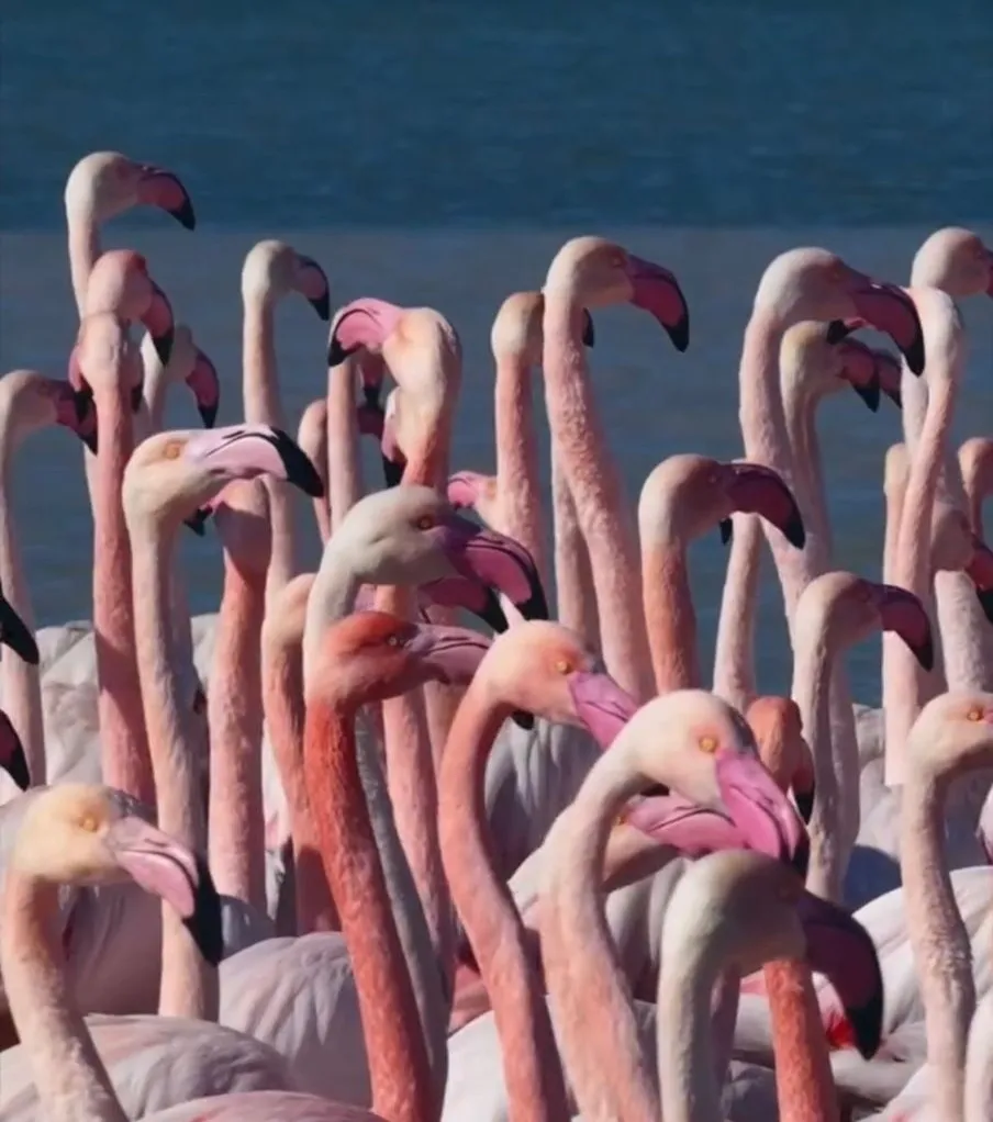 В Актау прилетели розовые фламинго
