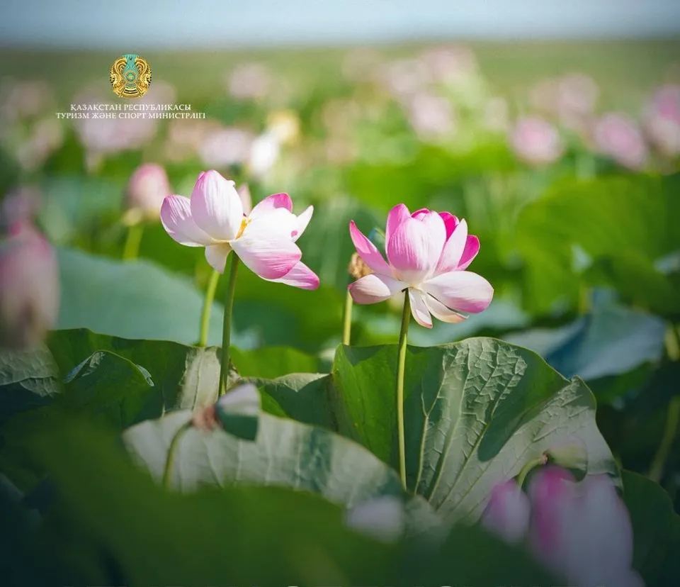 Атырау облысында Lotus Fest-2026 фестиваліне екі күнде 40 мыңнан астам адам қатысты