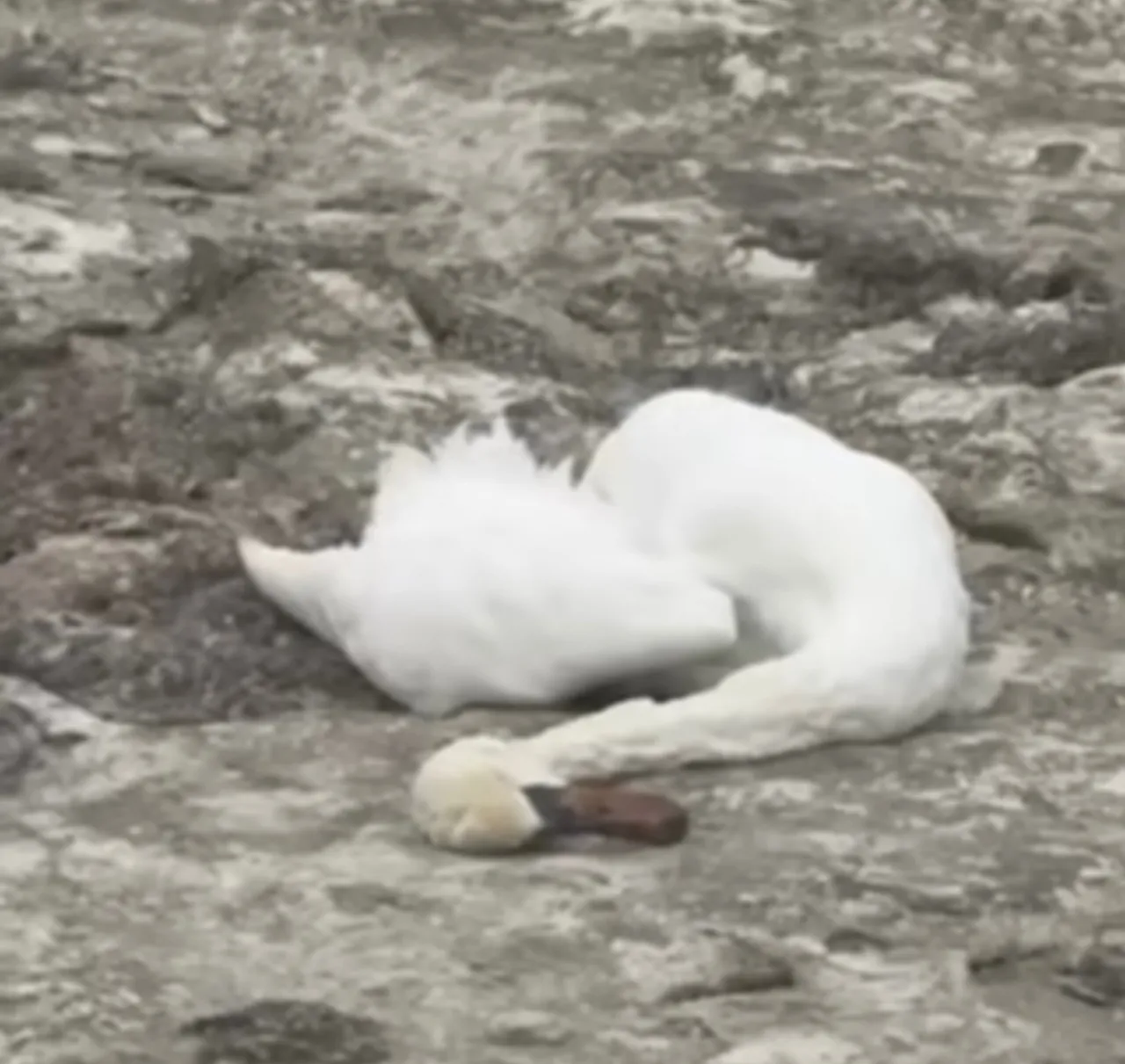 Сайын Шапағатов ауылы маңынан тағы да аққулардың өлексесі табылды