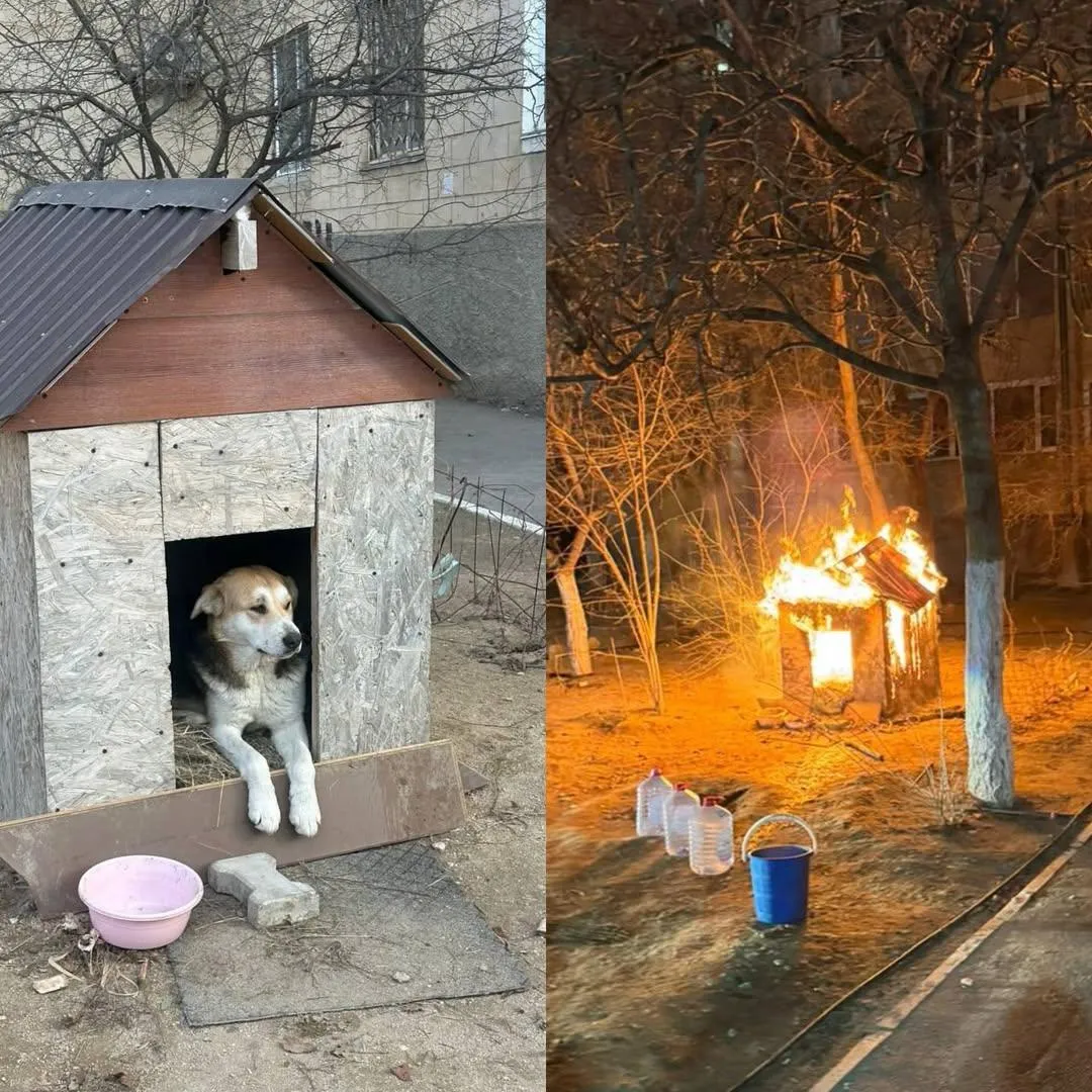 Жануарларды қорғаушы еріктілер екі итке үй табуға көмектескені үшін Актау тұрғындарына алғыс білдірді