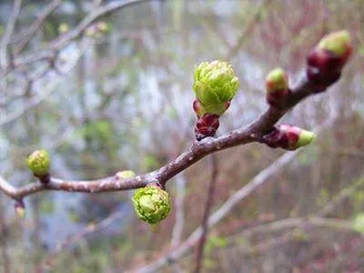 Көктемнің алғашқы айында Ақтауда ауа райы қандай болады?