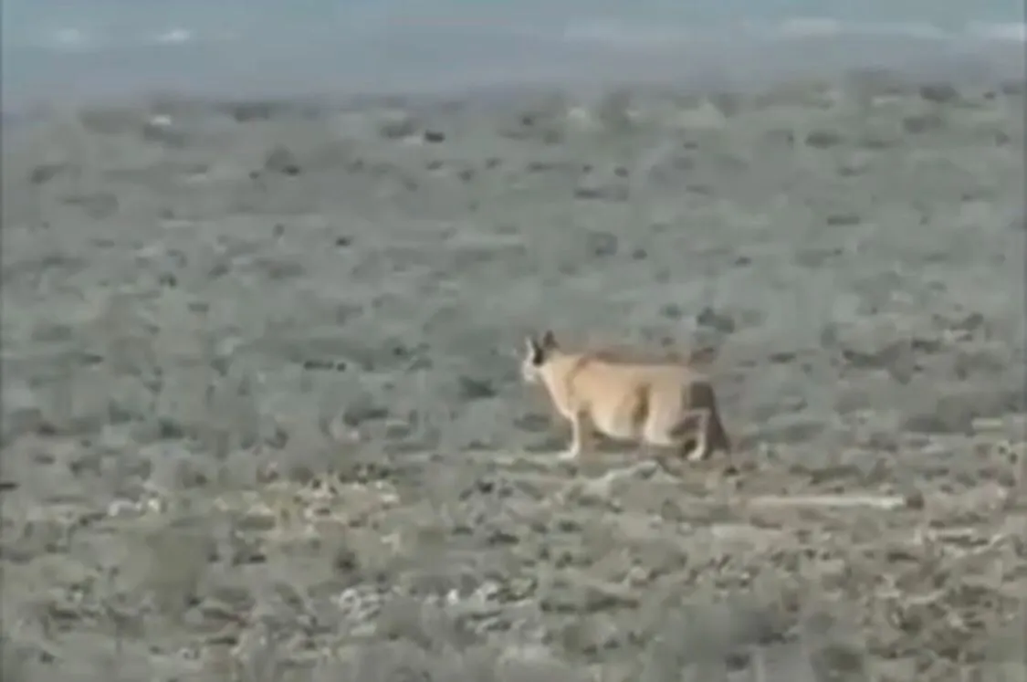 Маңғыстауда жабайы қарақалдың аң аулаған сәті бейнежазба арқылы тарады