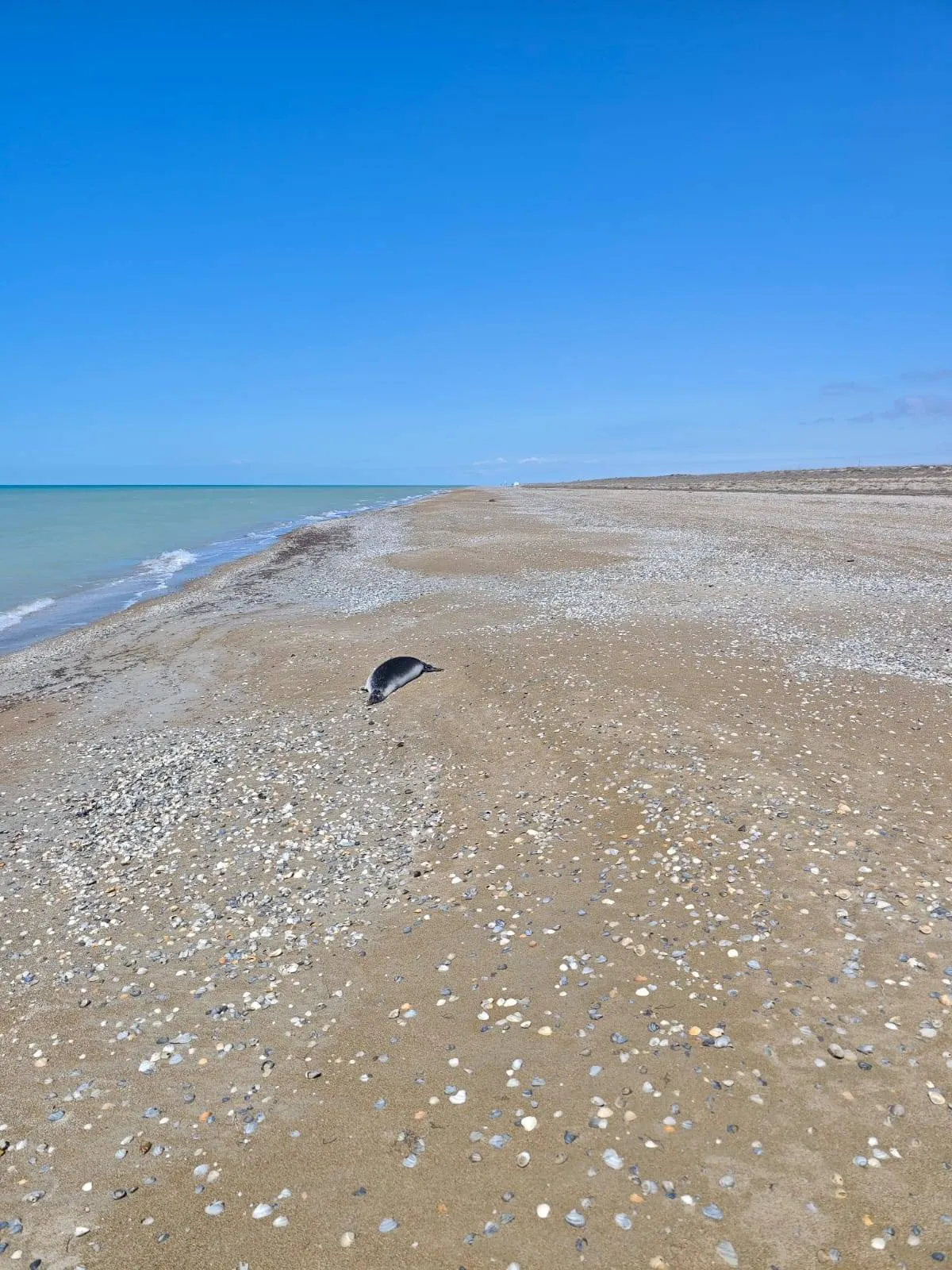 Каспий жағалауынан екі жүзге жуық итбалықтың өлексесі табылды