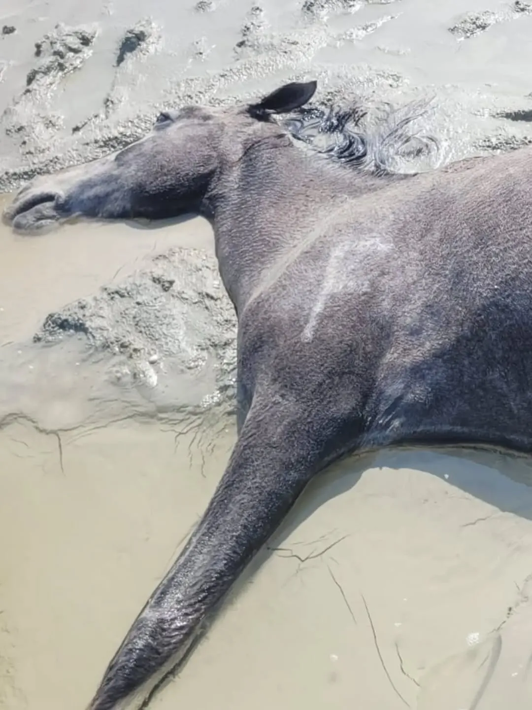 Маңғыстау ауданында жоғалған мал дрон көмегімен іздестіріліп жатыр