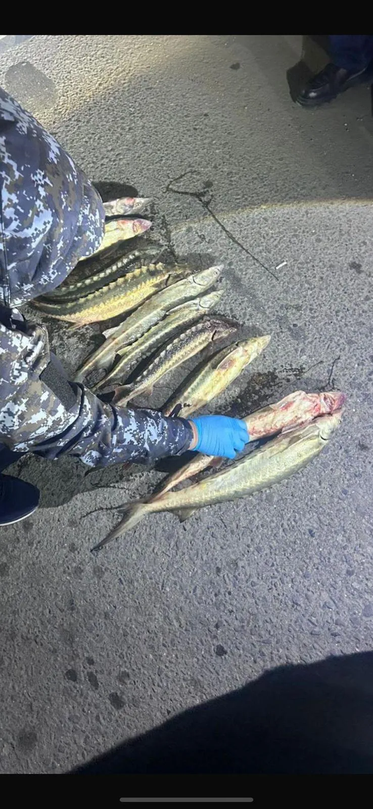 Заңсыз олжа: Маңғыстауда патрульдік полиция бекіре тиеген көлікті ұстады