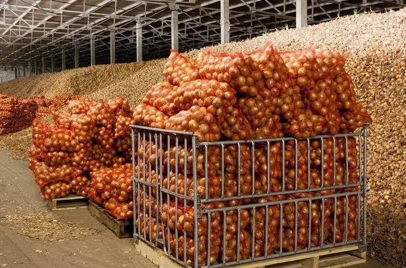 Маңғыстаудағы жаңа көкөніс қоймалары өңірдің азық-түлік қауіпсіздігін нығайтуға ықпал етеді