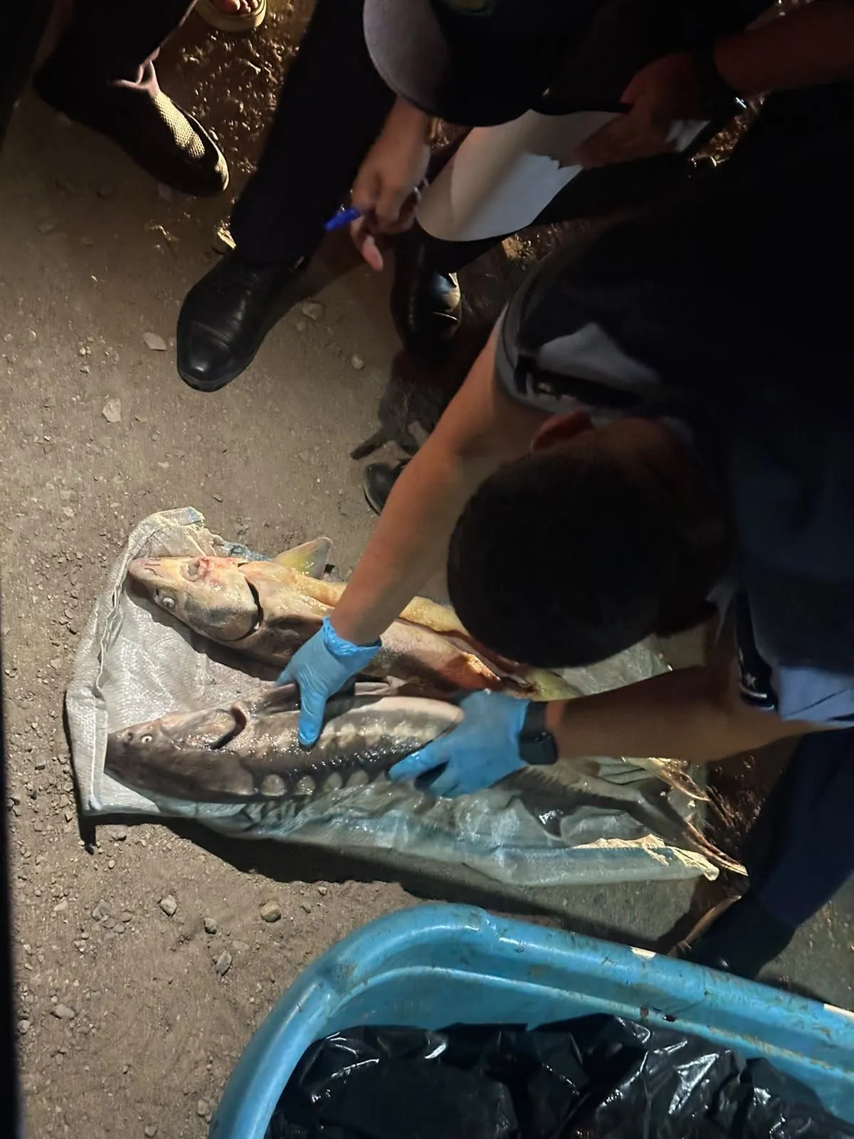 Маңғыстауда полицейлер 17 келіден астам бекіре тұқымдас балық пен уылдырық тәркіледі