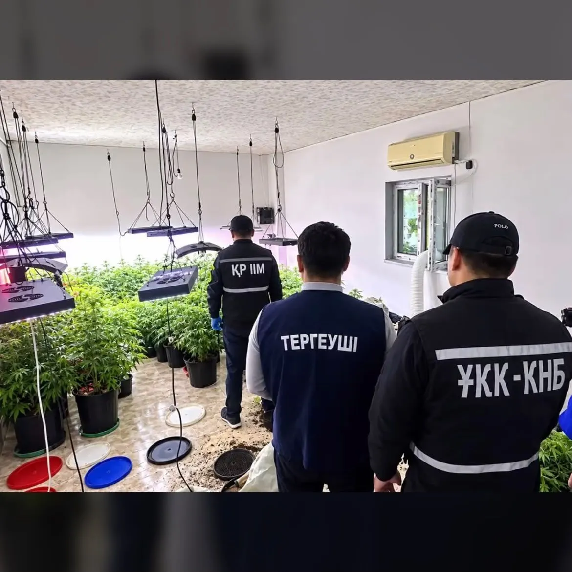 Маңғыстауда қарасора өсірген жасырын орын анықталды