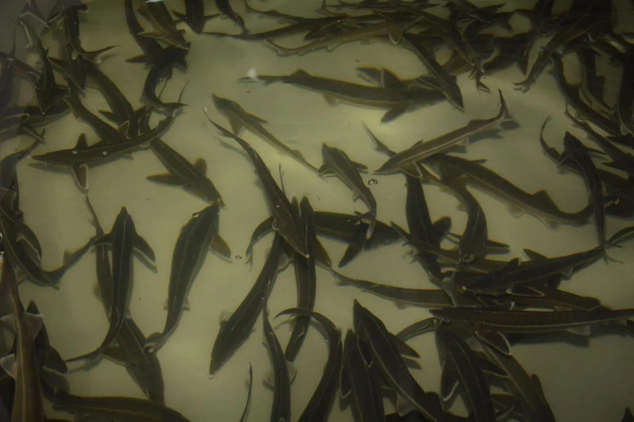 Қарақия әлеуеті: Балық шаруашылығы мен ауыл шаруашылығында серпін бар