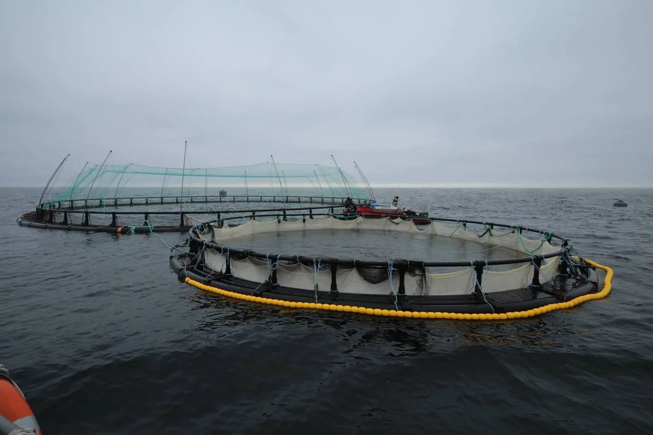 Маңғыстауда Орталық Азиядағы тұңғыш теңіз аквашаруашылық жобасы іске қосылды