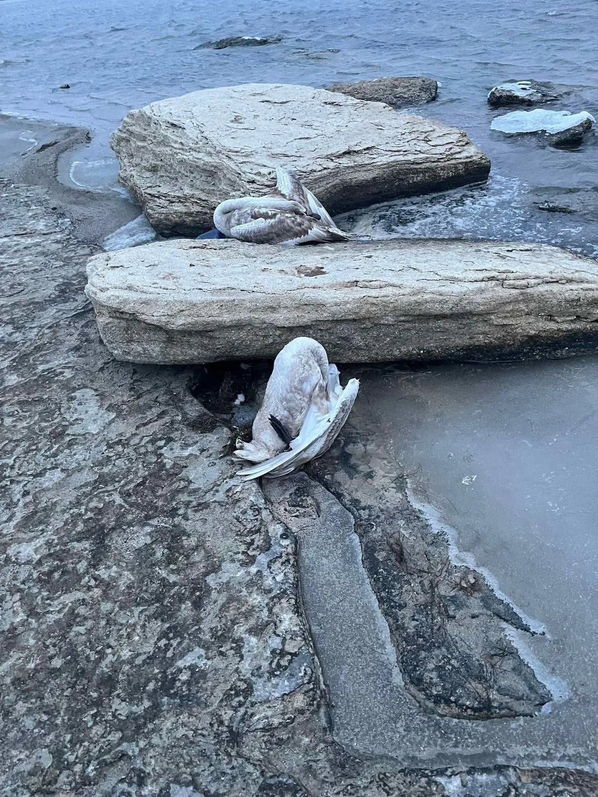 Ақтау маңындағы теңіз жағалауында бірнеше өлі құс табылды