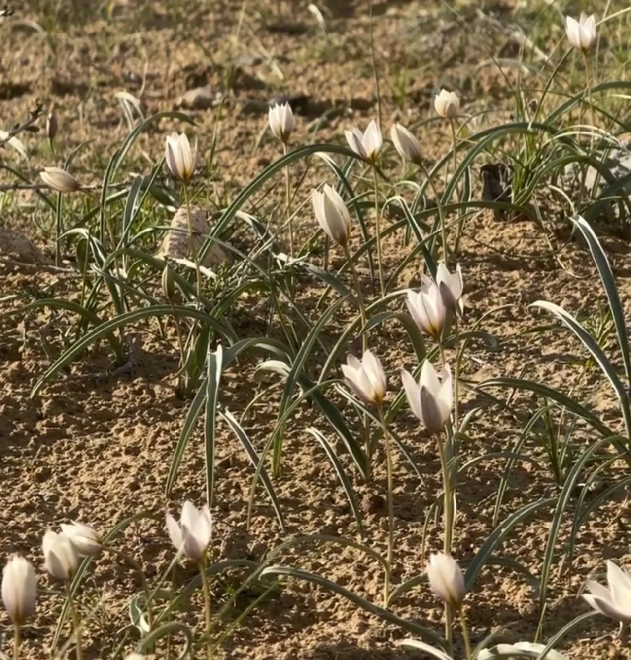 Маңғыстауда соғды қызғалдағы гүлдеді