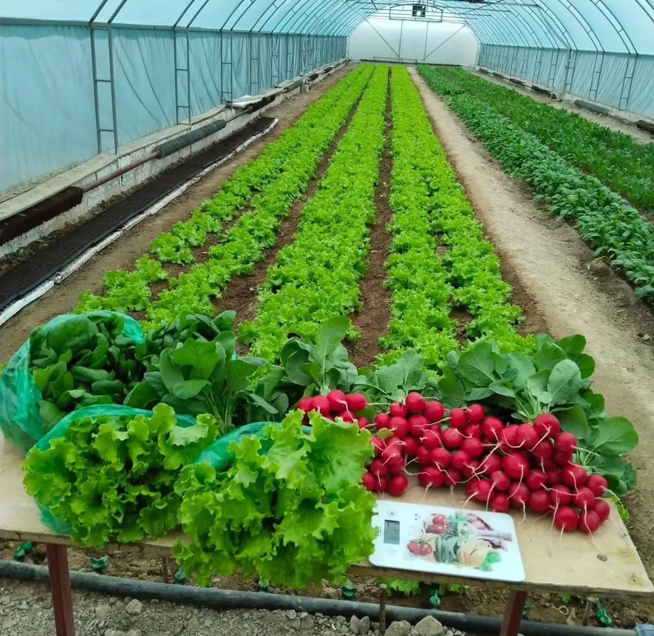 Маңғыстауда лимон мен киви өседі