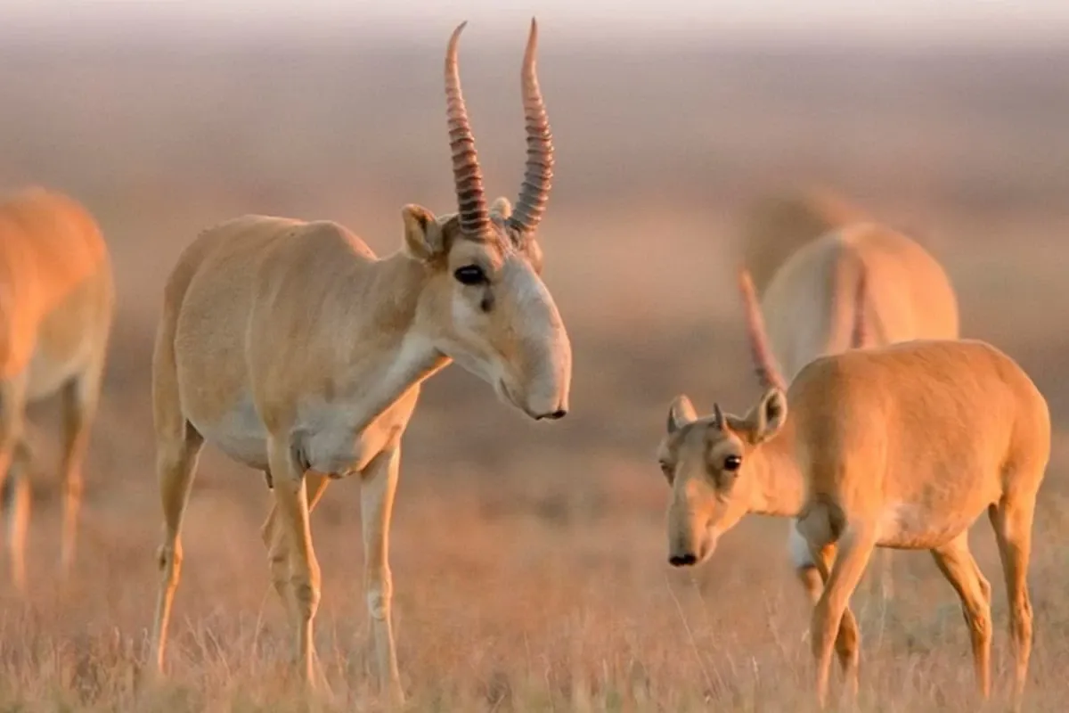 Маңғыстау аумағында 15 мың киік шоғырланғаны мәлім болды
