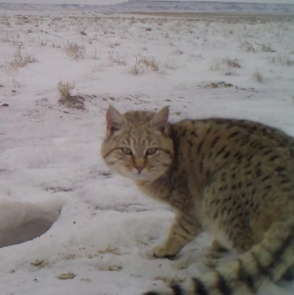 Маңғыстауда сирек кездесетін дала мысығы фототұзаққа түсіп қалды
