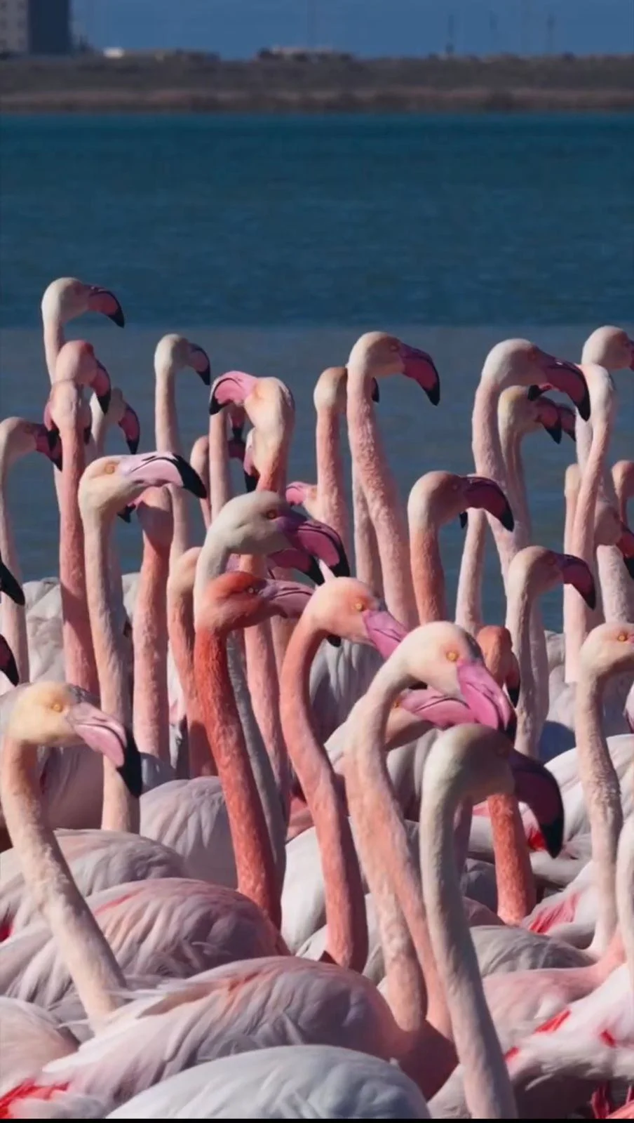 Ақтауға қызғылт қоқиқаздар келді