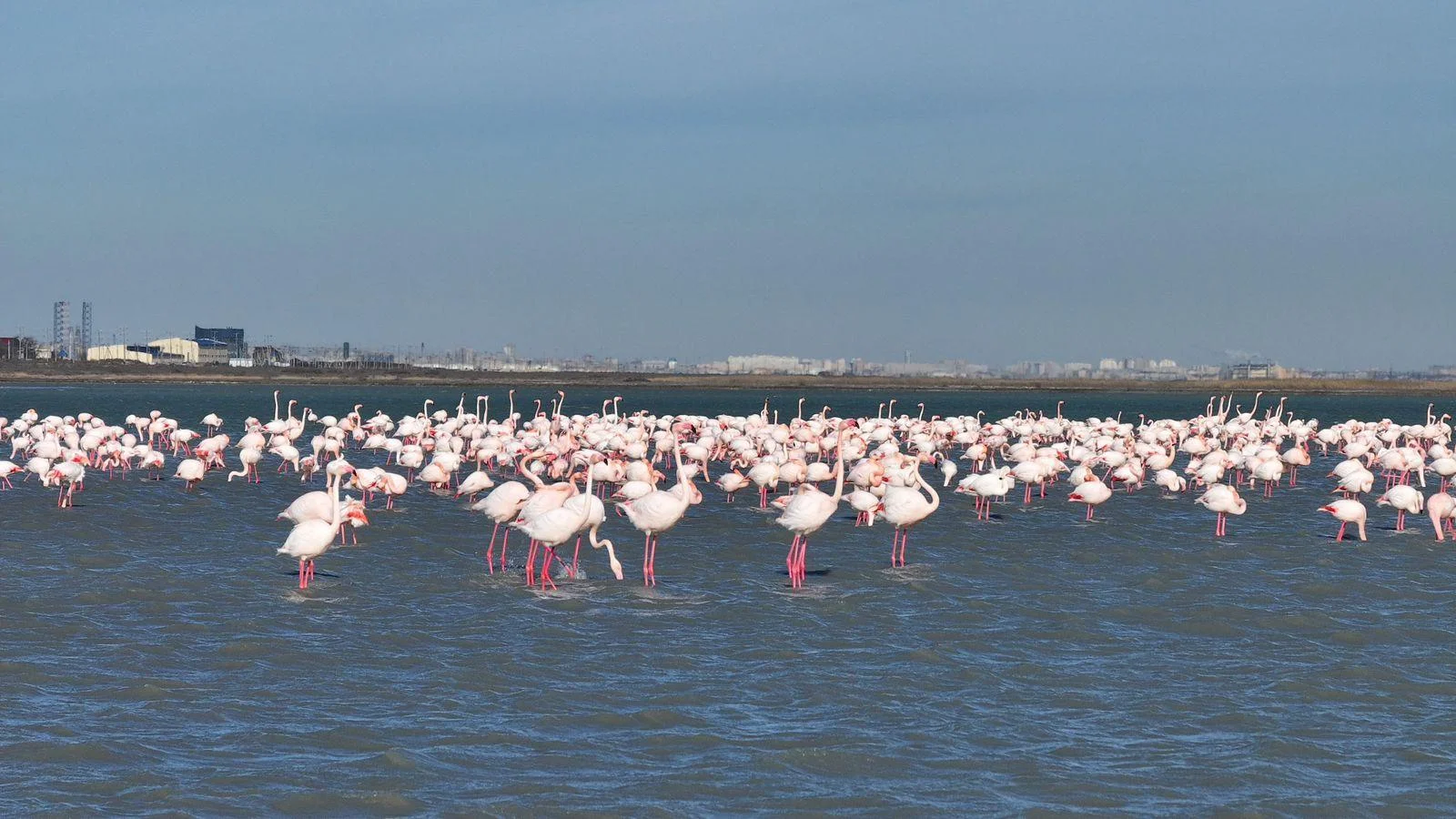 Ақтауға бір маусымда 20 мыңға жуық қоқиқаз келеді