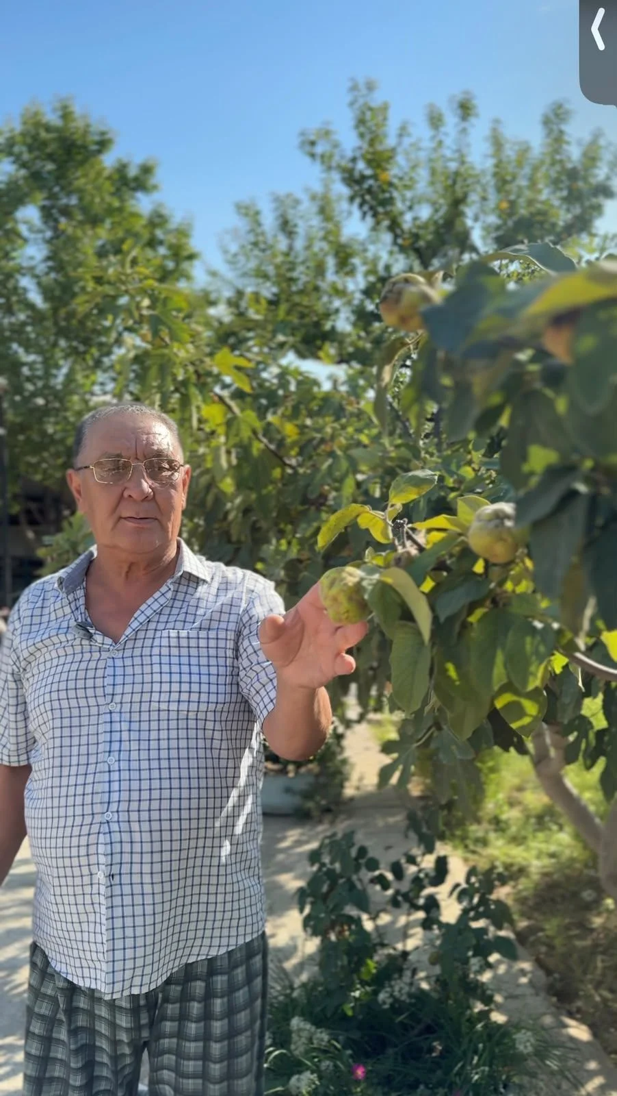 Ақтаулық зейнеткер ауласында інжір өсіреді