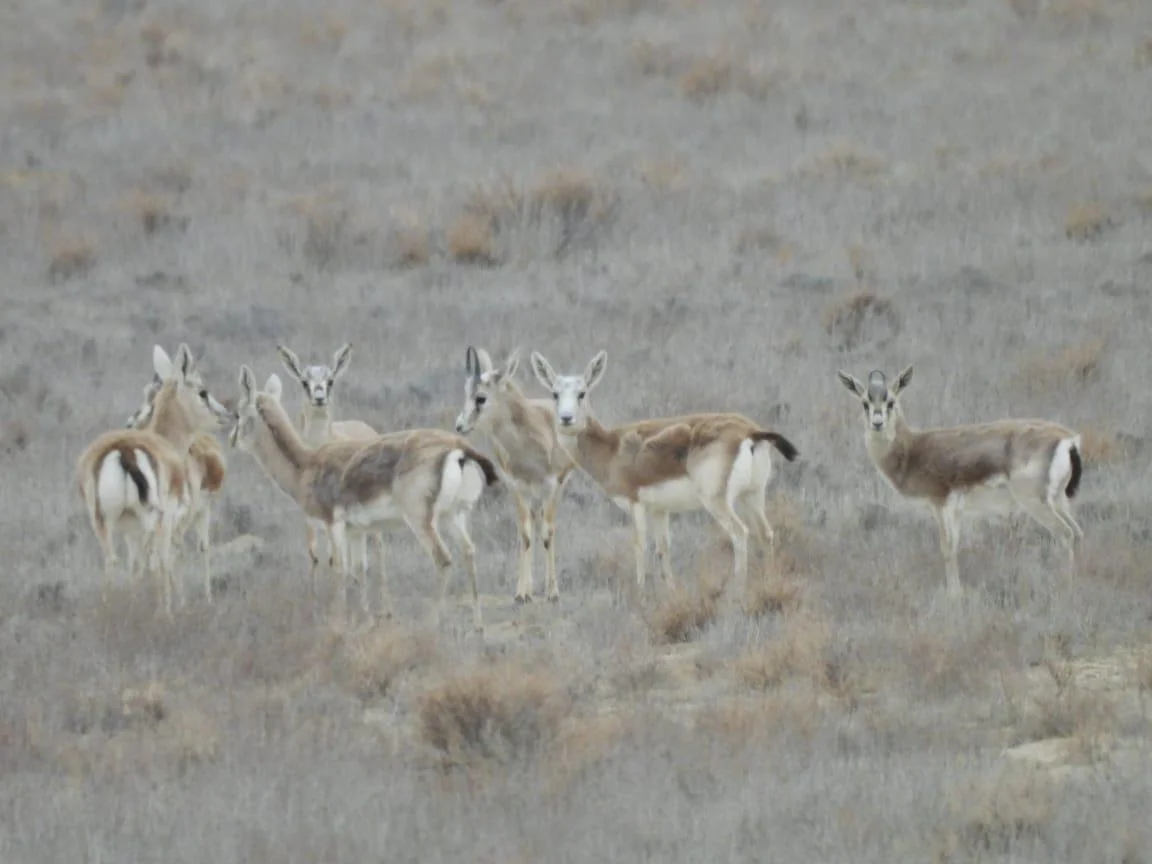 «Қызылсай» паркінде түз тағыларын санау жұмыстары жалғасады