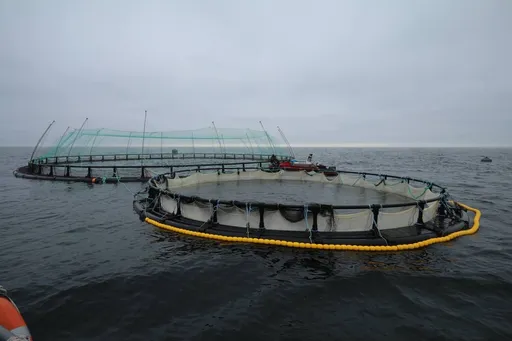 Маңғыстауда Орталық Азиядағы тұңғыш теңіз аквашаруашылық жобасы іске қосылды